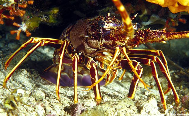 Palinurus elephas2